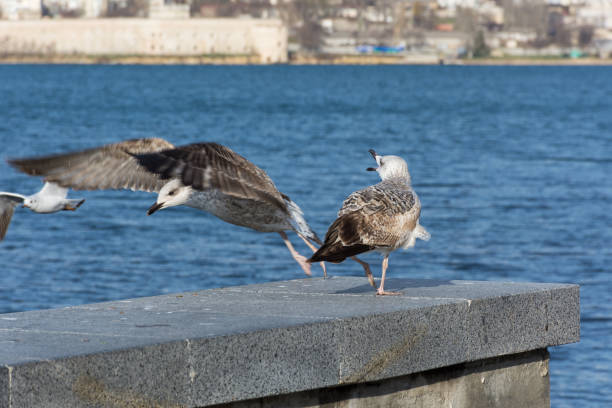 istock Flying Seagull over the sea 1194985259