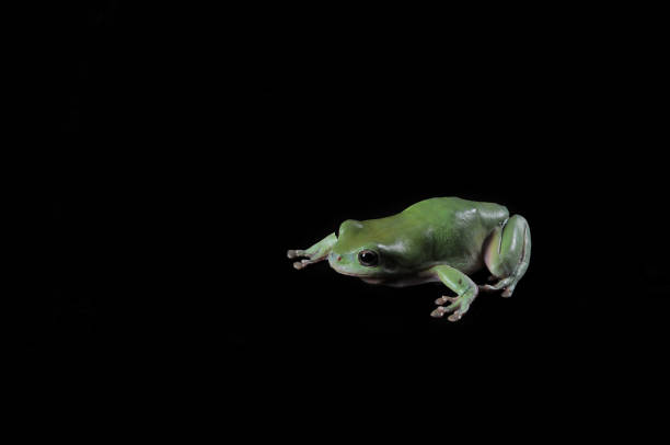 istock The Australian green tree frog 1194985808