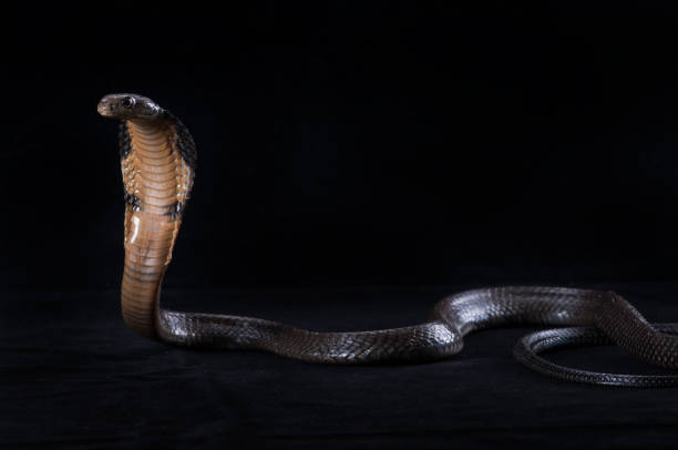 kobra królewska - king cobra cobra snake india zdjęcia i obrazy z banku zdjęć