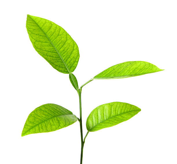 istock Green plant isolated over white 119498620
