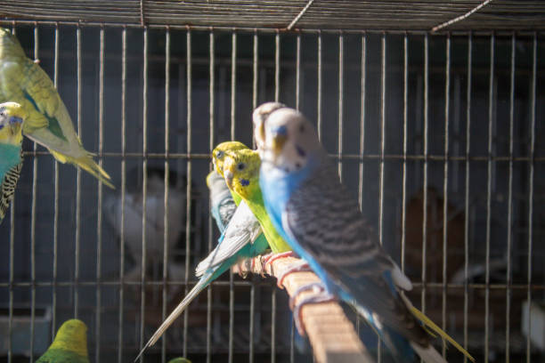 istock Cute colorful love birds inside the cage 1194986219