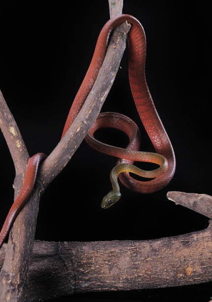 istock Boiga Dendrophila Nigriceps or red boiga 1194986228