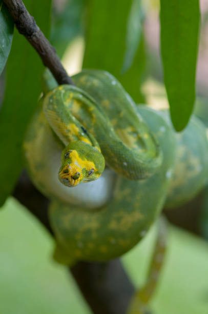 sanca hijau è una specie di pitone originaria della nuova guinea, isole dell ' indonesia e penisola di capo york in australia. - green tree python foto e immagini stock