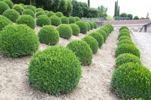 Boxwood - Green garden balls in France