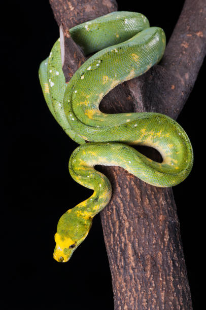 istock Sanca Hijau or Green Tree Python,  (Morelia viridis), is a species of python native to New Guinea, islands in Indonesia, and Cape York Peninsula in Australia. 1194986963