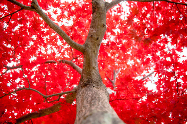 istock Japanese maple during fall in Garden 1194986969