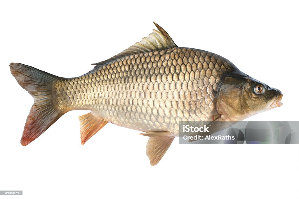 Common carp  Animal Stock Photo