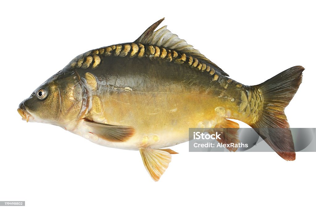 Common carp  Animal Stock Photo