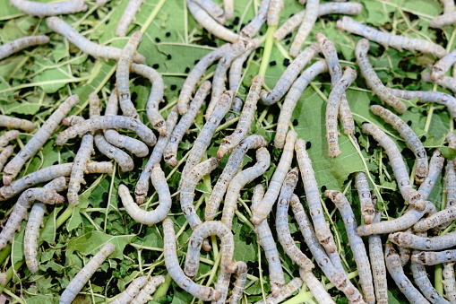 Silkworms eat mulberry leaves