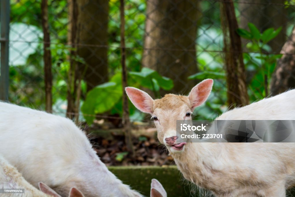Perennial Forskelsbehandling svovl Portait Of White Fallow Deer Native To Europe And Asia A Type Of Deer From  The Family Cervidae Live In An Area That Is Mixed Woodland And Open  Grassland Stock Photo -