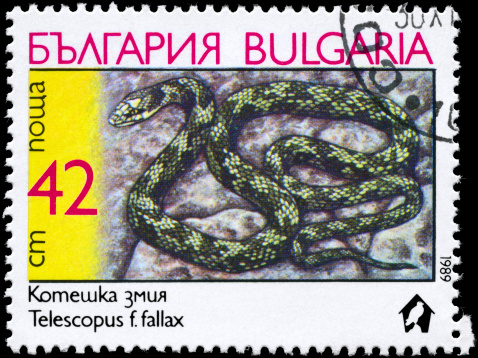 A Stamp printed in CUBA shows the image of a Crocodile with the description \
