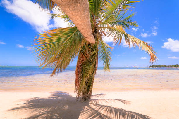 istock Tropical paradise: Turquoise Beach – Punta Cana, Caribbean sea 1194991960