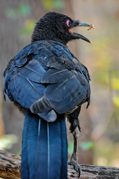 Corcorax 1,400+ Australian Crow Stock Photos, Pictures & Royalty-Free Images ...