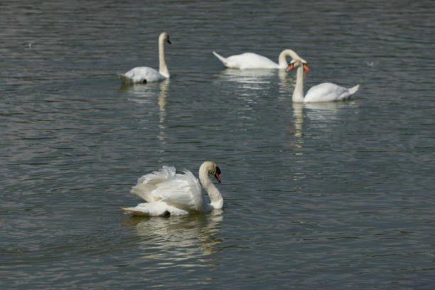 istock Swan white on Lake, Thailand. 1194993527