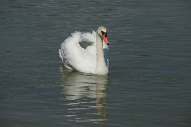 Swan white on Lake, Thailand.