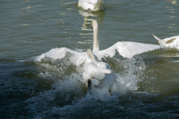 istock Swan white on Lake, Thailand. 1194993545