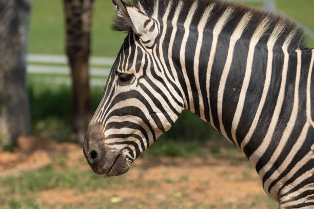 istock Portrait of a zebra. Close-up. 1194993555