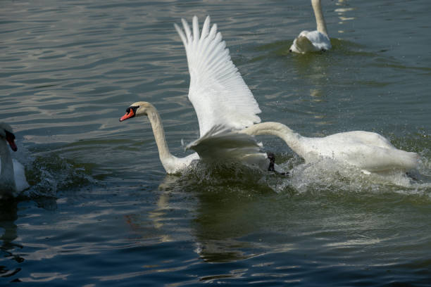 istock Swan white on Lake, Thailand. 1194993586