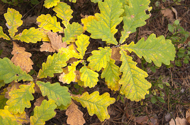 秋の色合いの若いオークスリーブズ-hdri 画像 - oak tree tree grass hdr ストックフォトと画像