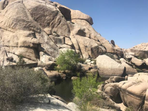 istock Joshua Trees and rocks 1194995970