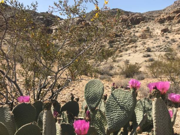istock Flowering Cactus in the Mojave 1194996047