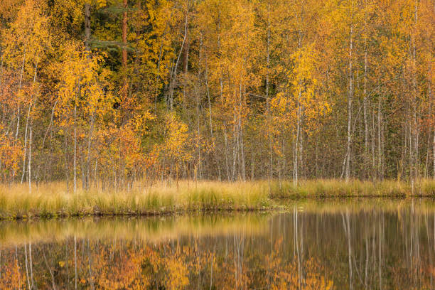 istock Serene autumn landscape at forest lake 1194996110