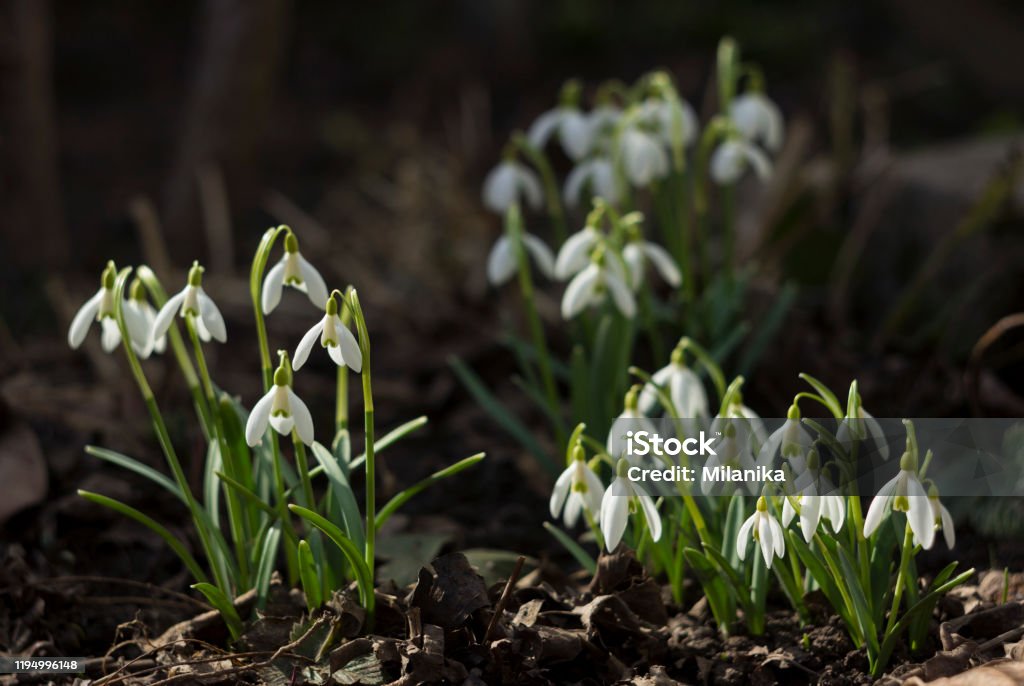 Galanthus Planta De Bulbo De Primavera Flores Blancas Tempranas En El Jardín Fondo Gotas De Nieve Foto de stock y más banco de imágenes de Belleza - iStock Galanthus Planta De Bulbo De Primavera Flores Blancas Tempranas En El Jardín Fondo Gotas De Nieve Foto de stock y más banco de imágenes de Belleza - iStock