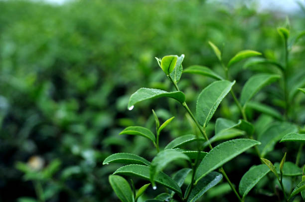 closeup fresh green tea leaves. - Image stock photo