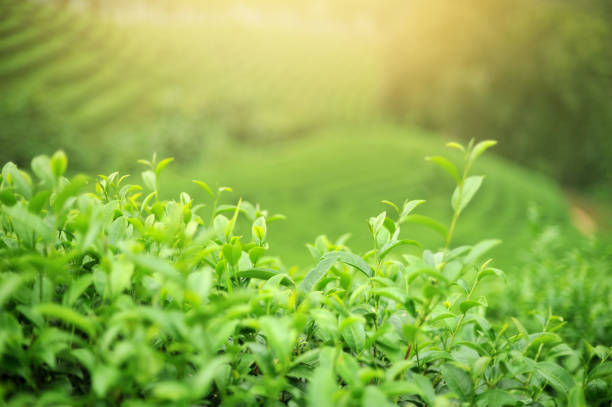 istock Green tea fresh leaf extract Ready to harvest - Image 1194996361