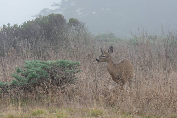 istock Deer roaming through a meadow in the fog 1194996393