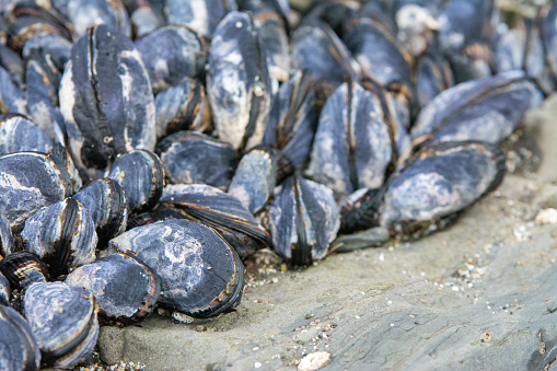 Large group of mussles jammed between rocks