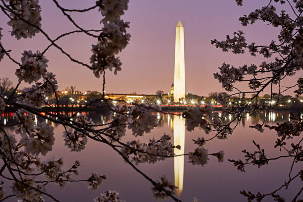 istock Cherry Blossom National Monument 1194998239