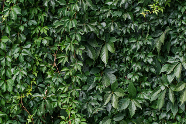 istock Background of grape creeper ivy plant growing on a wall 1194999122