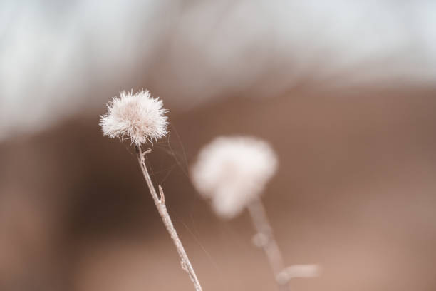 istock A cottongrass (eriophorum) plants 1195000669
