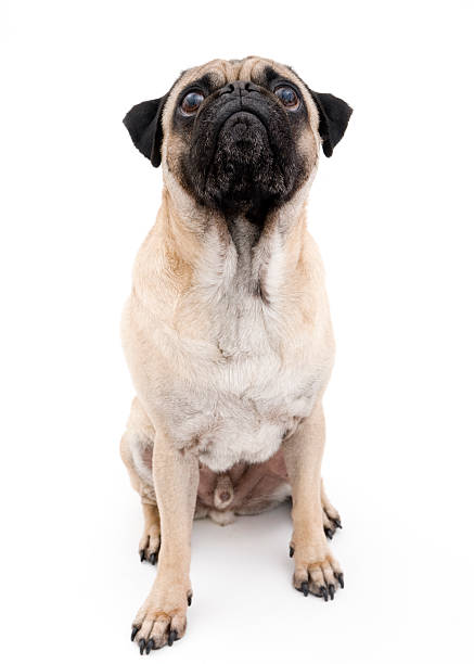 istock Portrait of Dog Looking Up 119500121