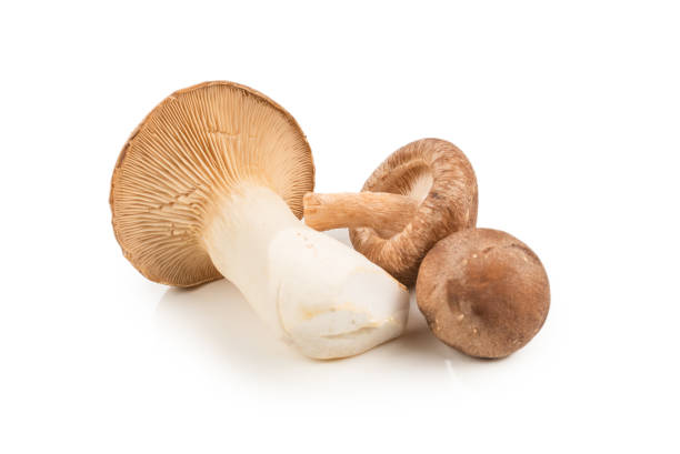 istock Shitake, eringi  tasty mushroom isolated on white background. 1195001301