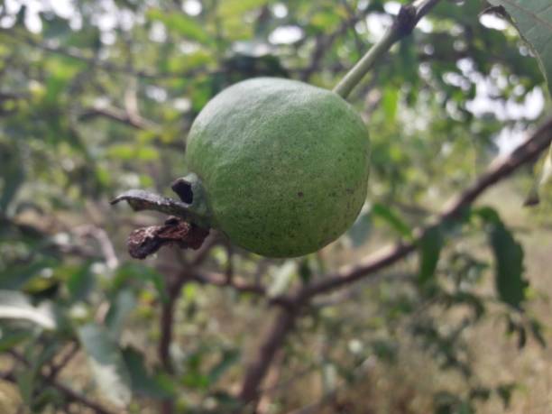 istock This is the guava fruit 1195001454