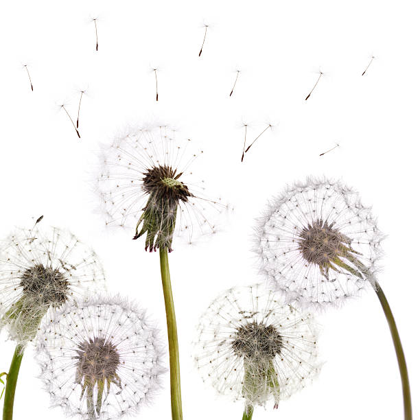 istock Isolated dandelions blowing in wind 119500223