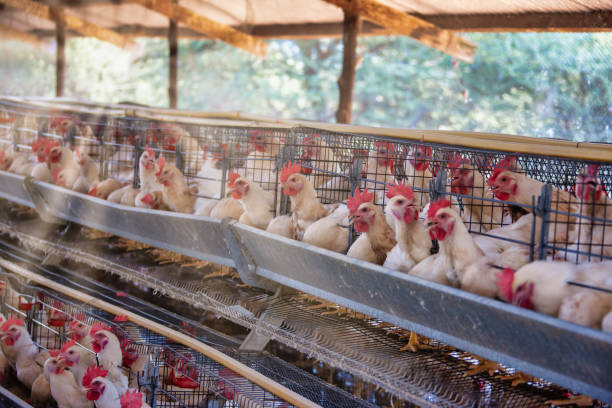 Small business farming
