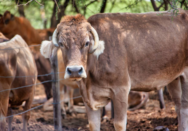 Cattle farm in south Africa, organic meat production, free range