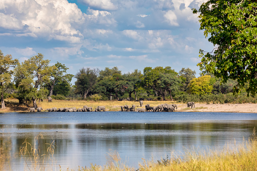 herd of African elephant Loxodonta on waterhole in game reserve Bwabwata, Caprivi strip, North Namibia, Africa safari wildlife and wilderness
