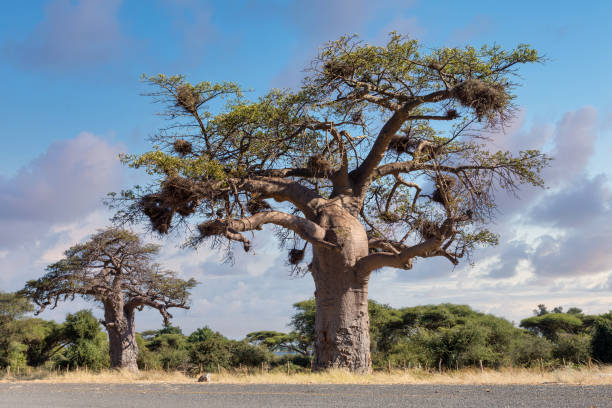 istock majestic tree Baobab,, Namibia Africa 1195002435
