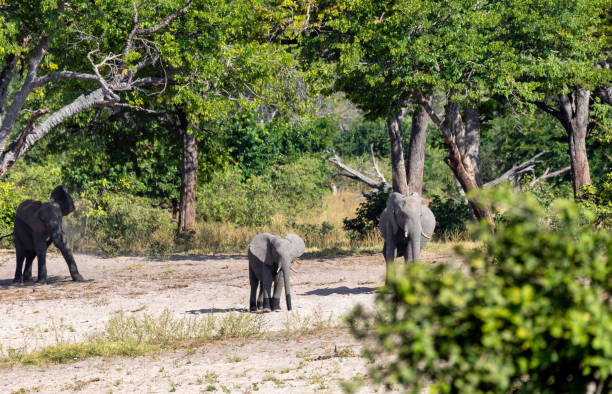 istock African elephant, Namibia, Africa safari wildlife 1195002449