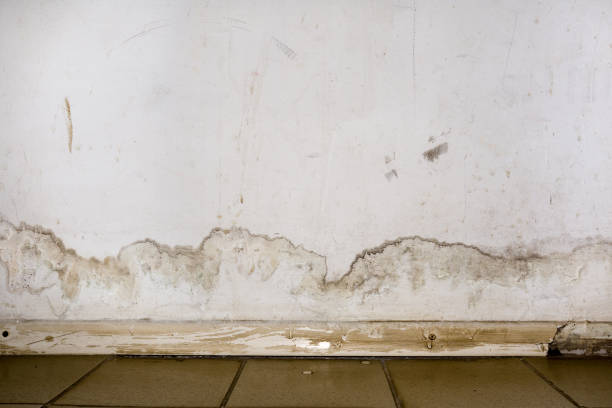 Flooding rainwater or floor heating systems, causing damage, peeling paint and mildew. Flooding rainwater or floor heating systems, causing damage, peeling paint and mildew. - image fungal mold stock pictures, royalty-free photos & images