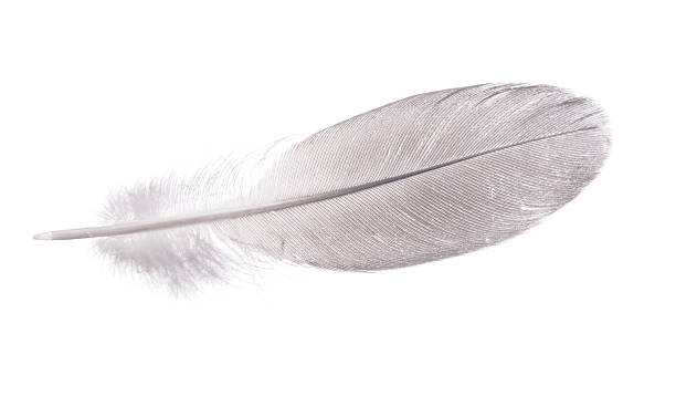 istock gray straight feather on white 119500296
