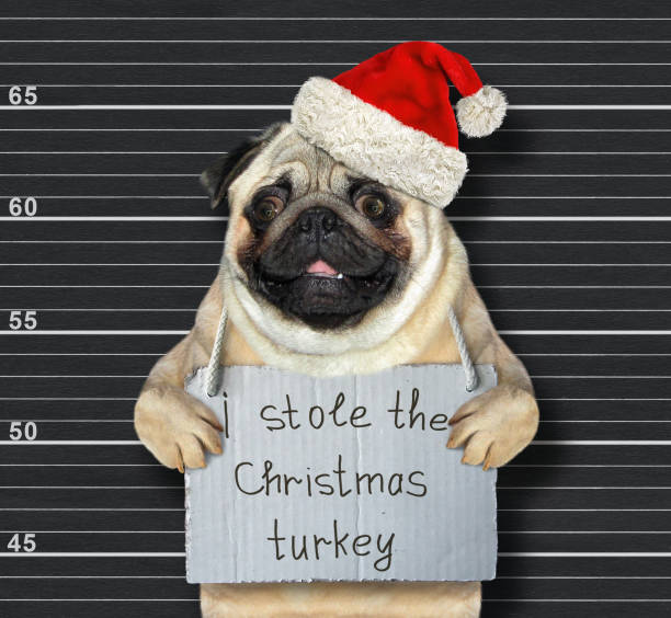 istock Dog Santa stole Christmas turkey 2 1195005124