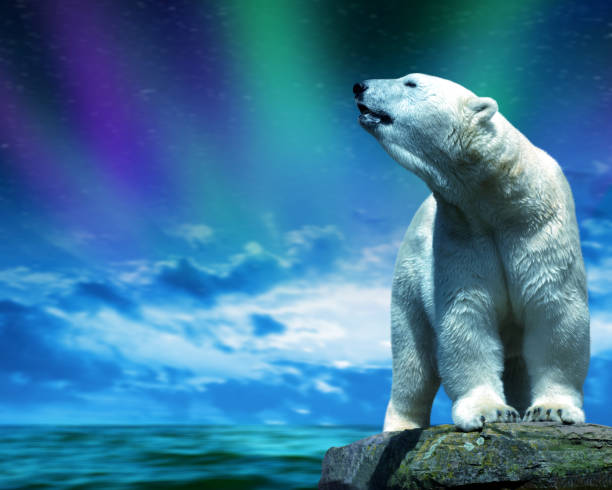 Polar bear stand on the rock.Global warming theme.