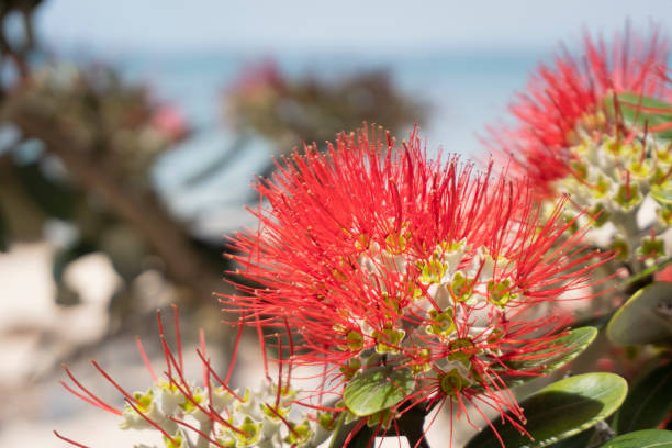 der pohutukawa-baum, der auch neuseeländischer weihnachtsbaum genannt wird, ist im sommer rund um auckland in voller blüte - pohutukawa tree christmas new zealand beach stock-fotos und bilder