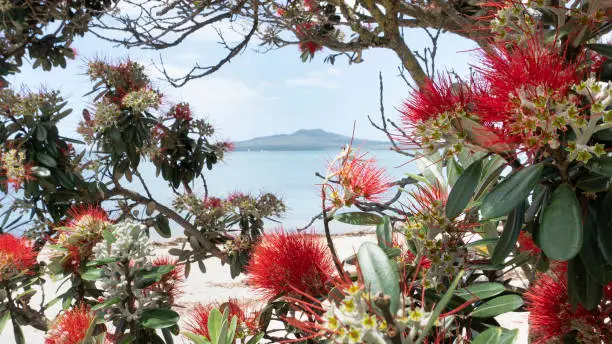 Photo of Rangitoto Island framed by beautiful Pohutukawa flowers at Takapuna beach