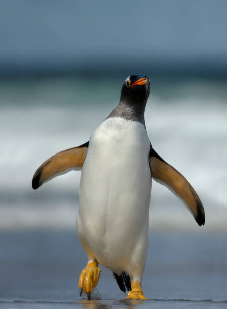 istock Gentoo penguin on a sandy coast 1195009698